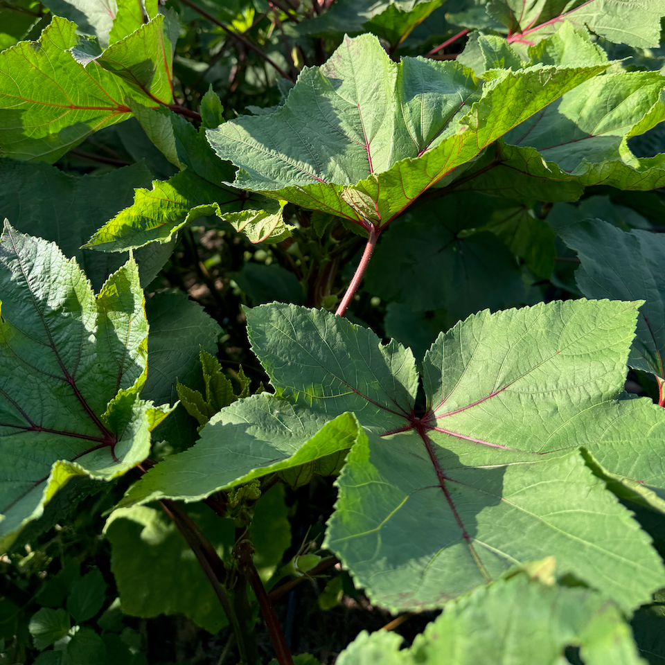 Burgundy Okra