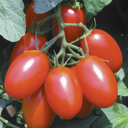 Juliet (F1 Hybrid)- Live Plant PRE-ORDER