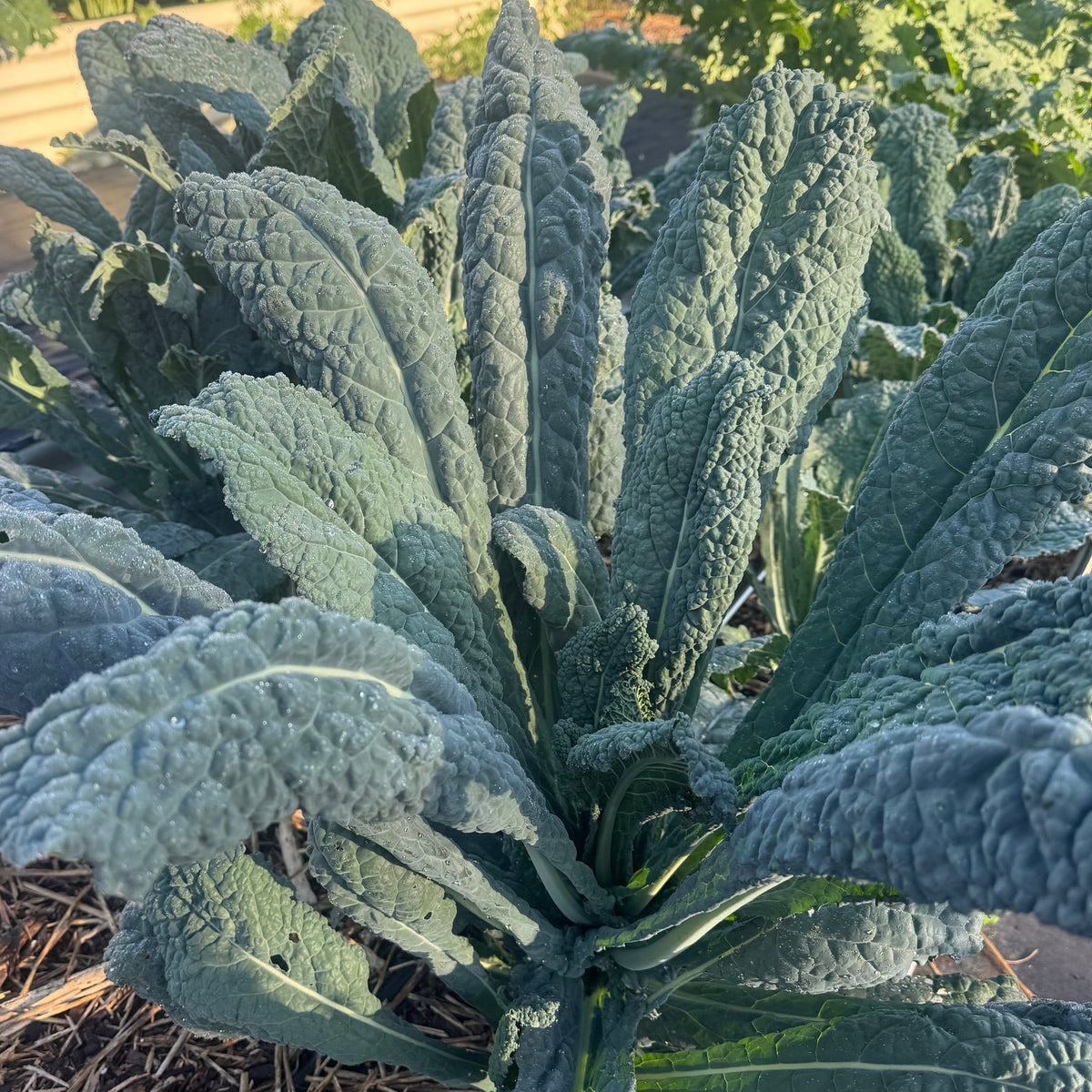 Lacinato (Dinosaur) Kale