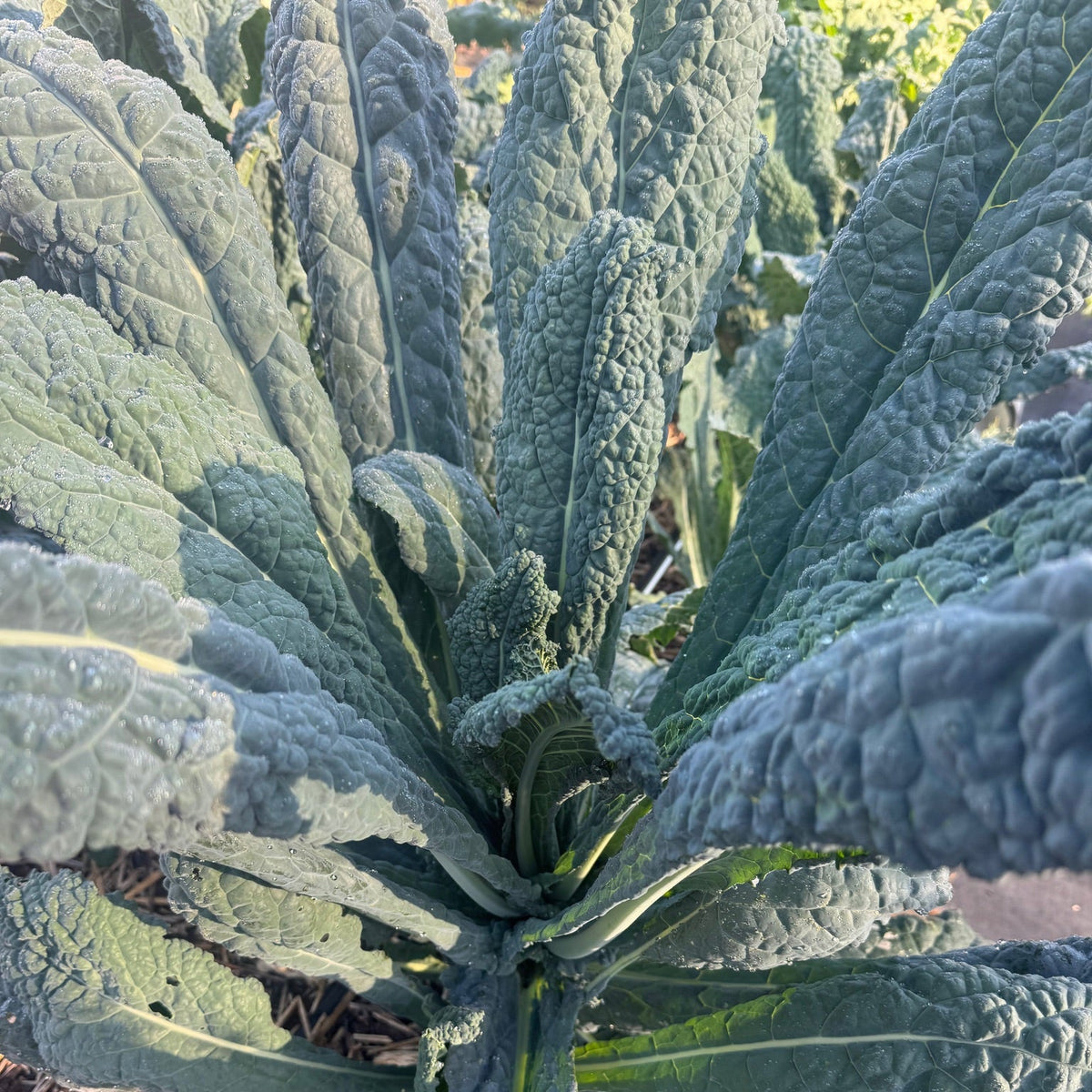 Lacinato (Dinosaur) Kale