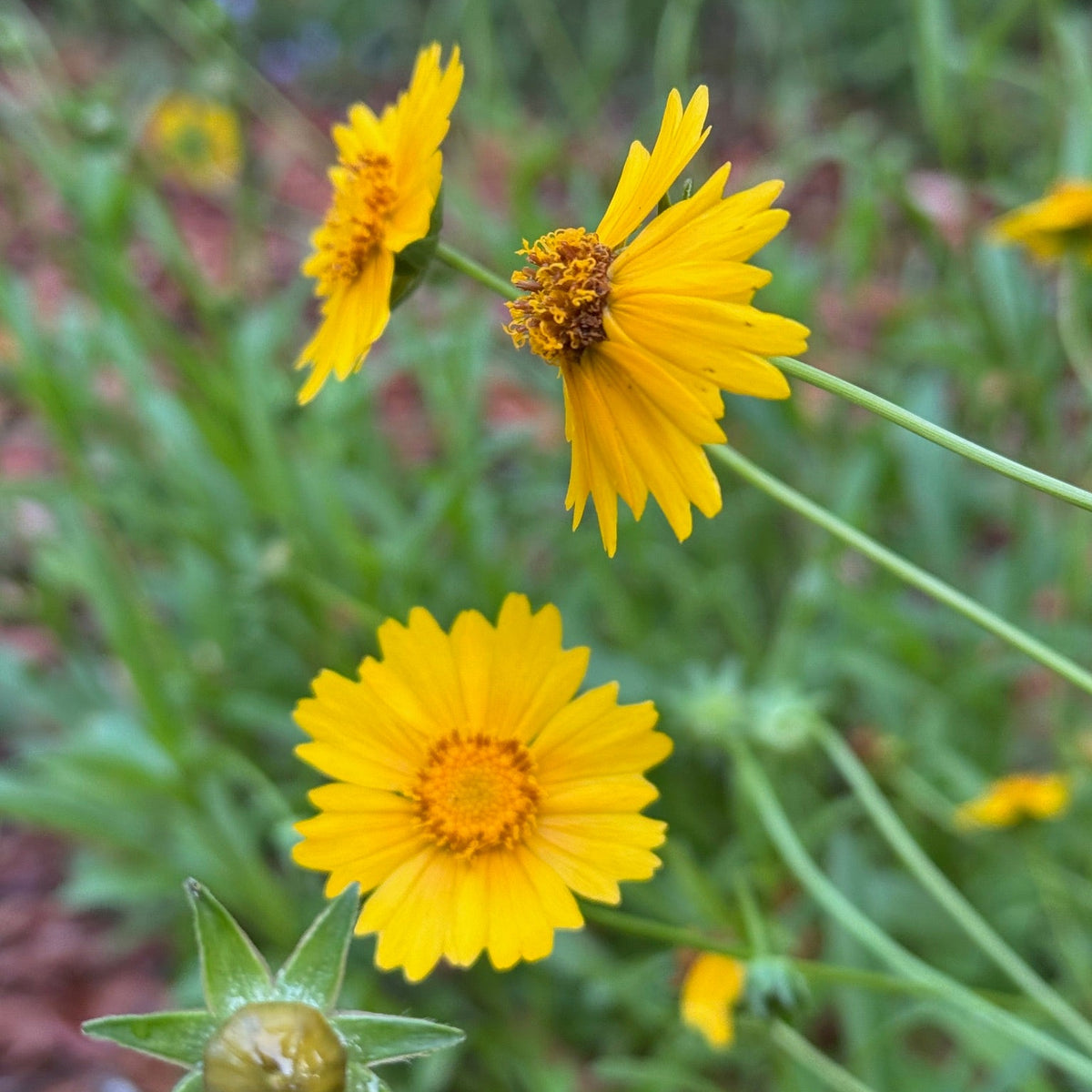 Lanceleaf Coreopsis