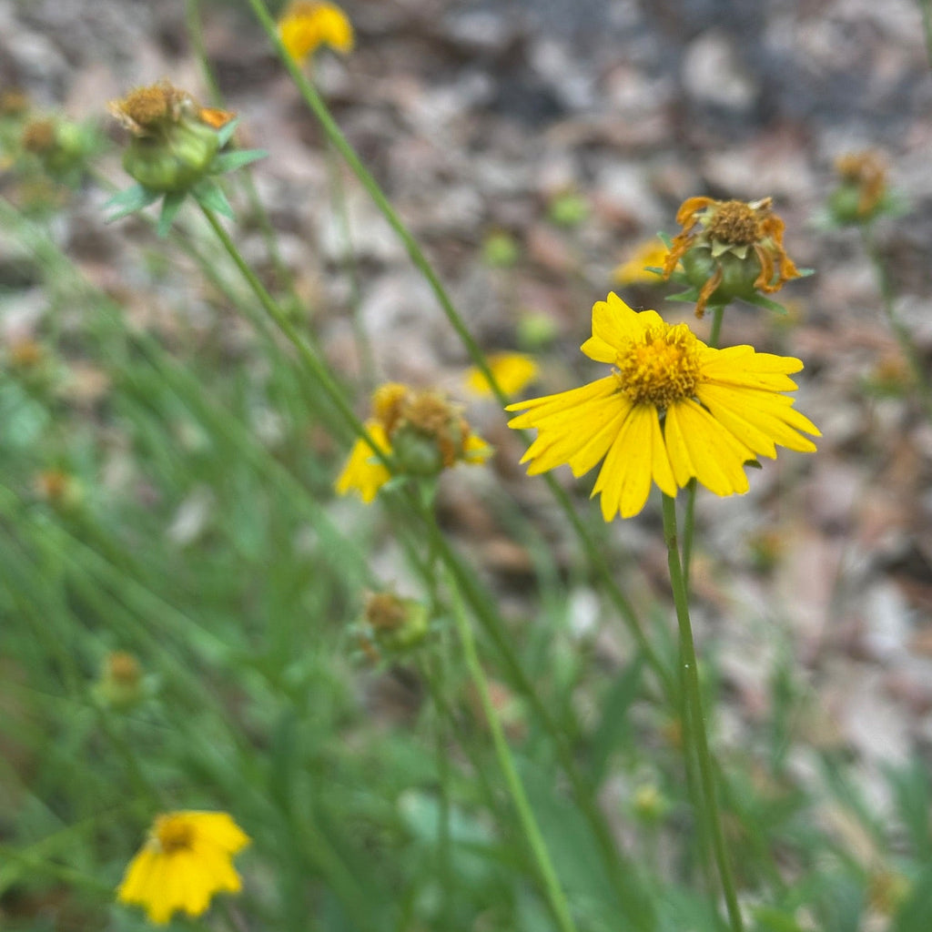 Lanceleaf Coreopsis