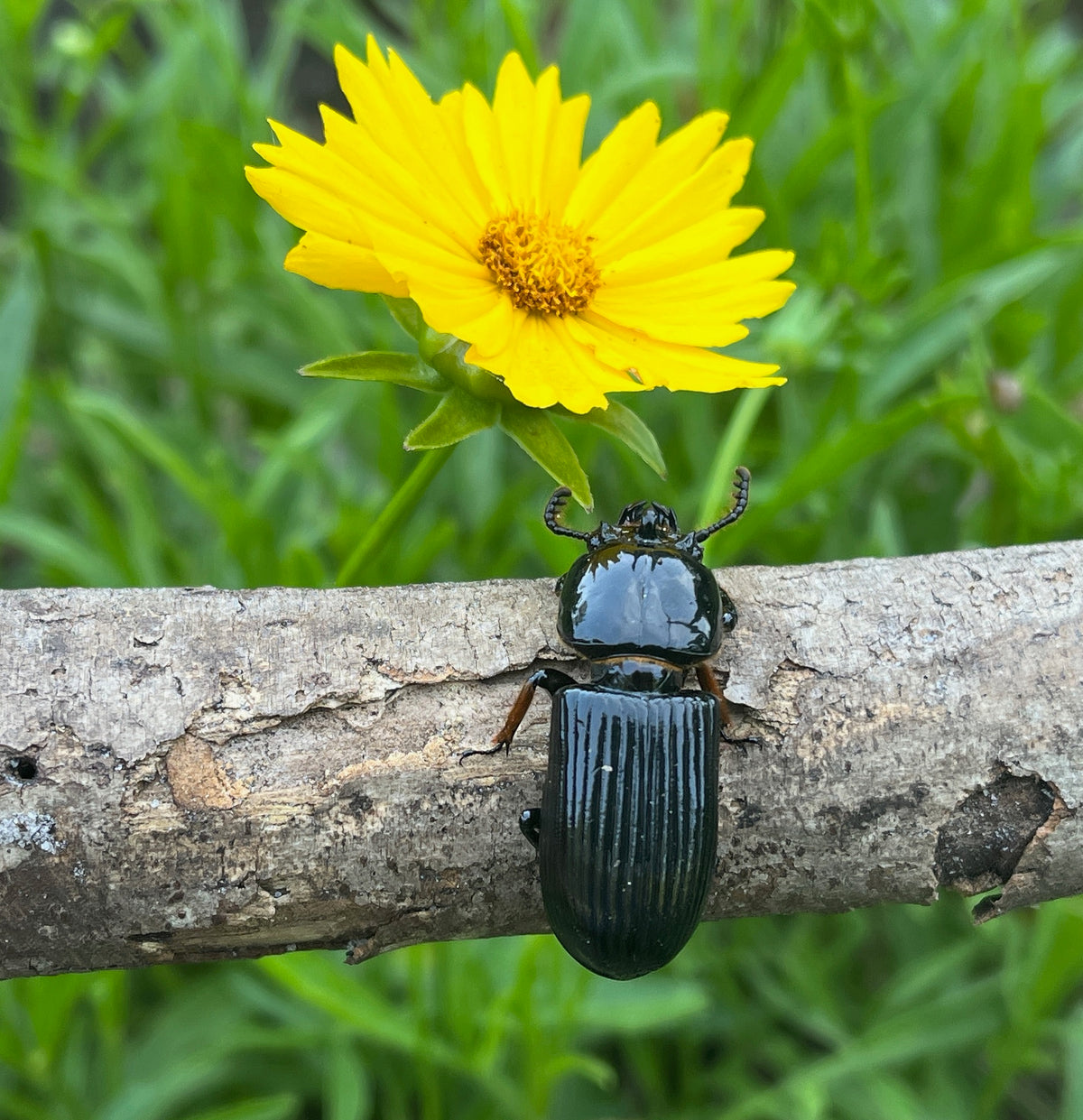 Lanceleaf Coreopsis