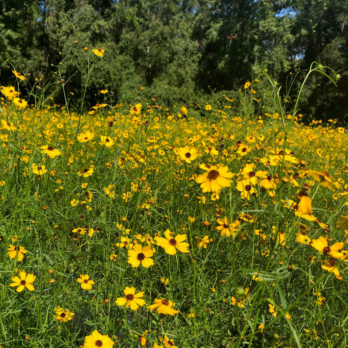 Leavenworth's Coreopsis