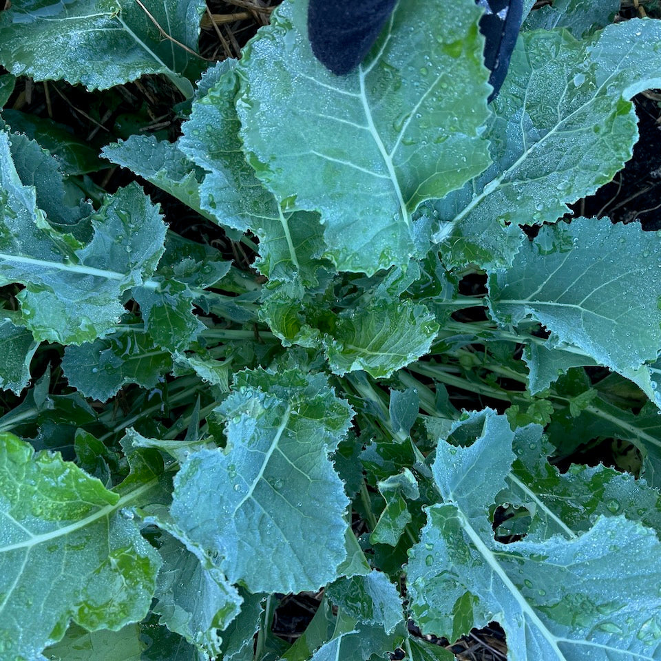 Kame Collard Greens