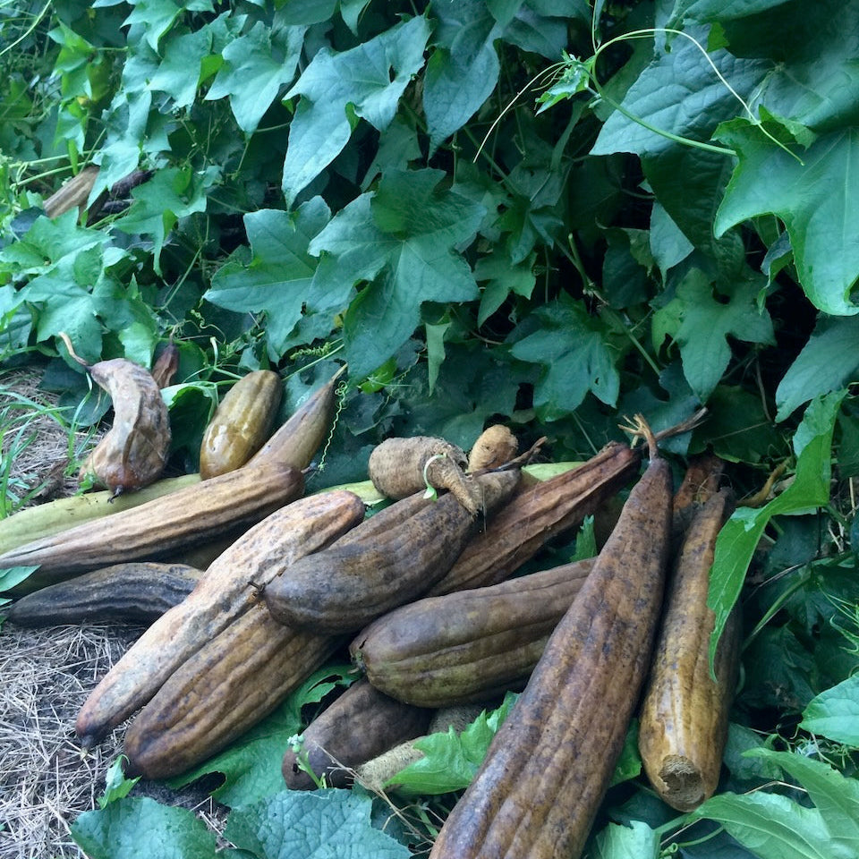 Luffa Gourd