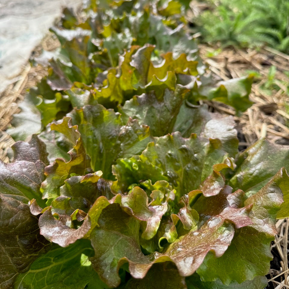 Magenta Lettuce