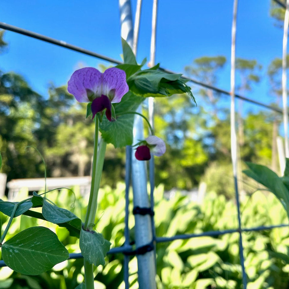 Manoa Sugar Pea