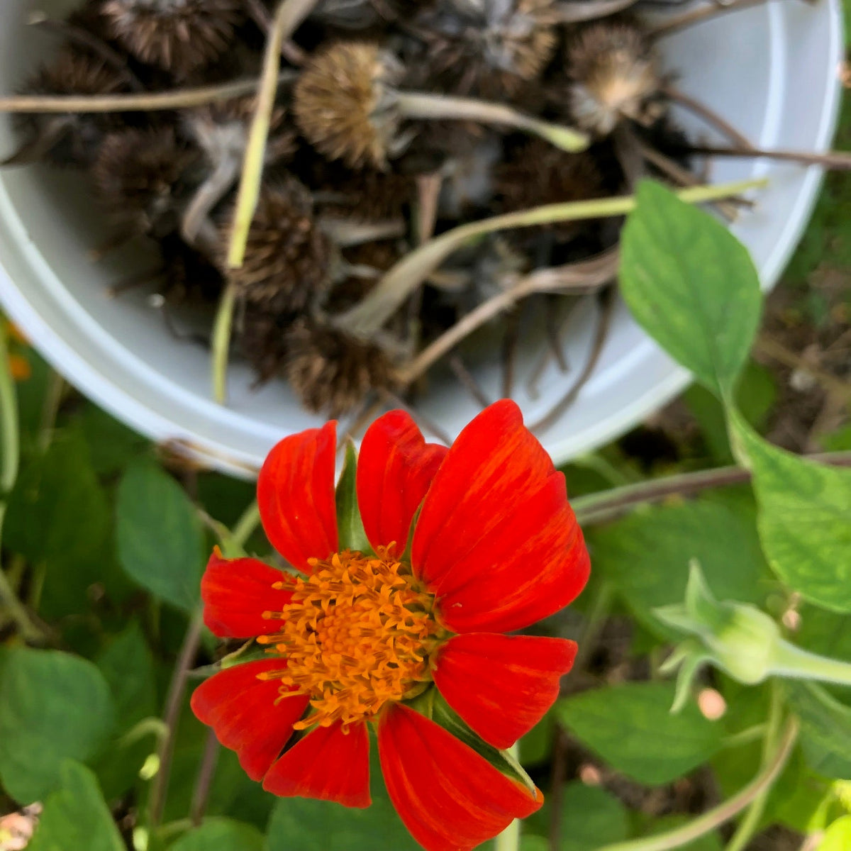 Mexican Sunflower