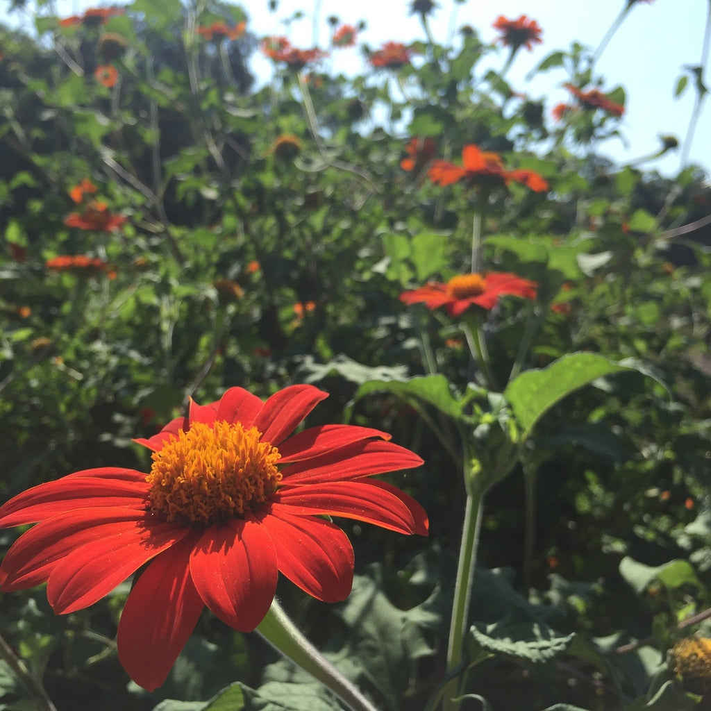 Mexican Sunflower