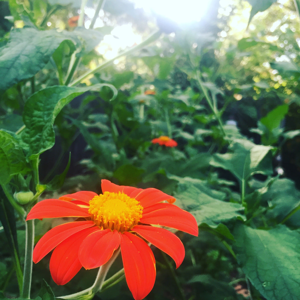 Mexican Sunflower