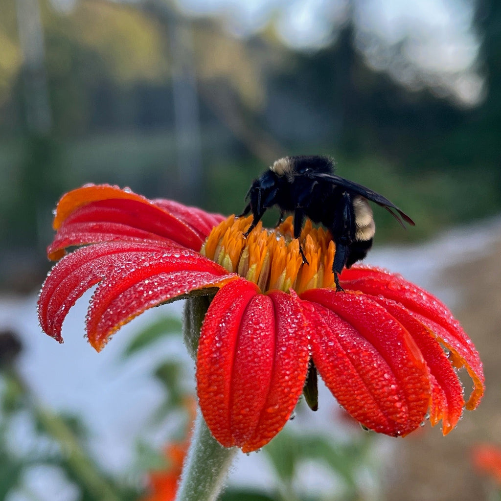 Mexican Sunflower