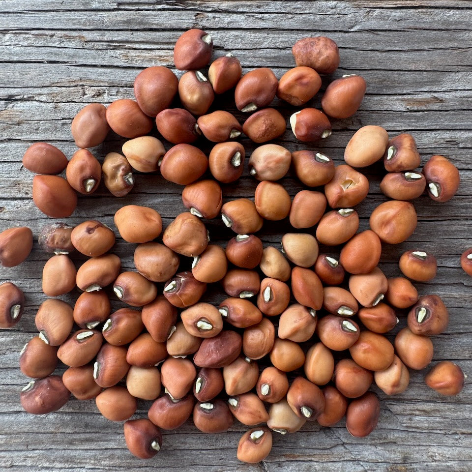 Mississippi Purple Hull Cowpea (bush)