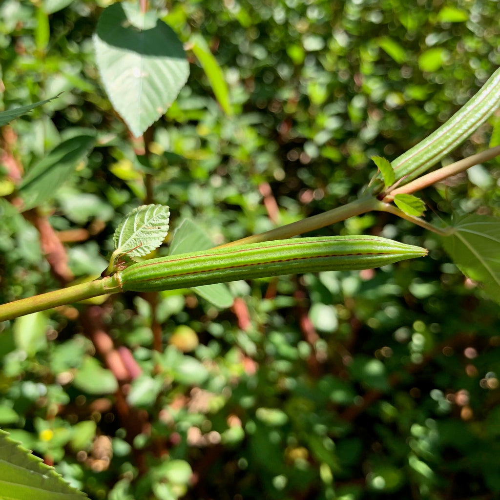 Molokhiya (Egyptian Spinach, Saluyot, Jew's Mallow)