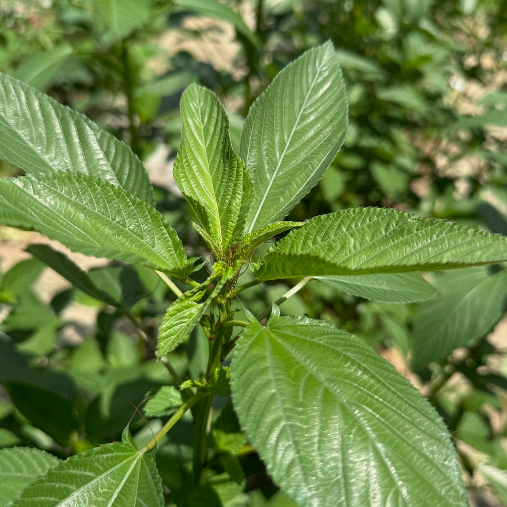 Molokhiya (Egyptian Spinach, Saluyot, Jew's Mallow)