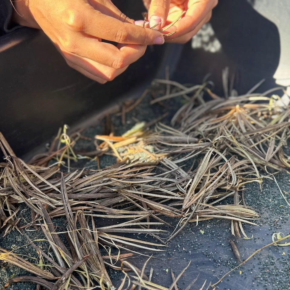 Molokhiya (Egyptian Spinach, Saluyot, Jew's Mallow)