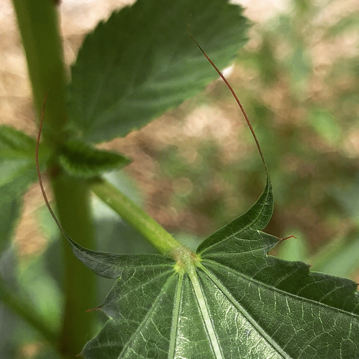 Molokhiya (Egyptian Spinach, Saluyot, Jew's Mallow)