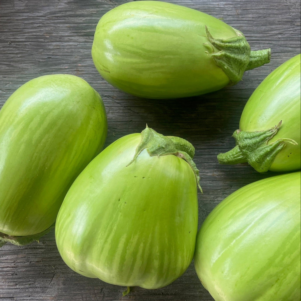 Montelaro Family Eggplant