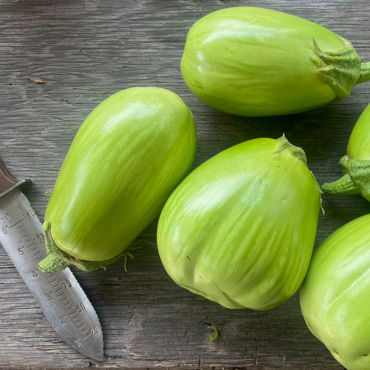 Montelaro Family Eggplant