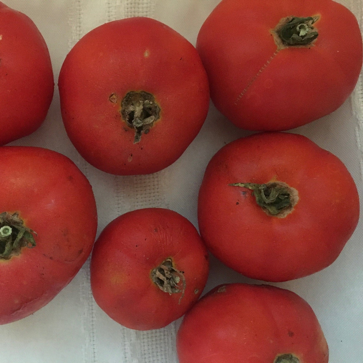 Nineveh  Tomato