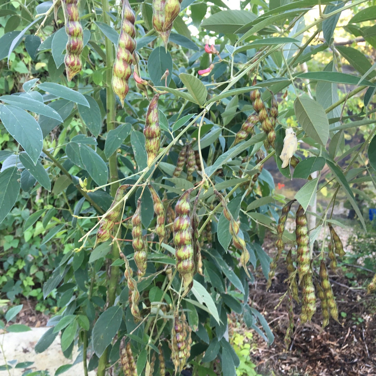 Pigeon Pea