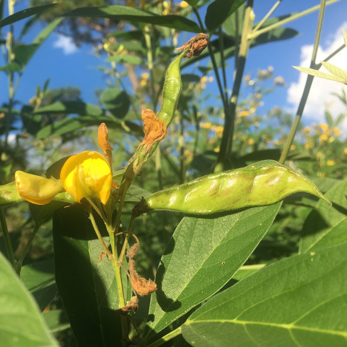 Pigeon Pea