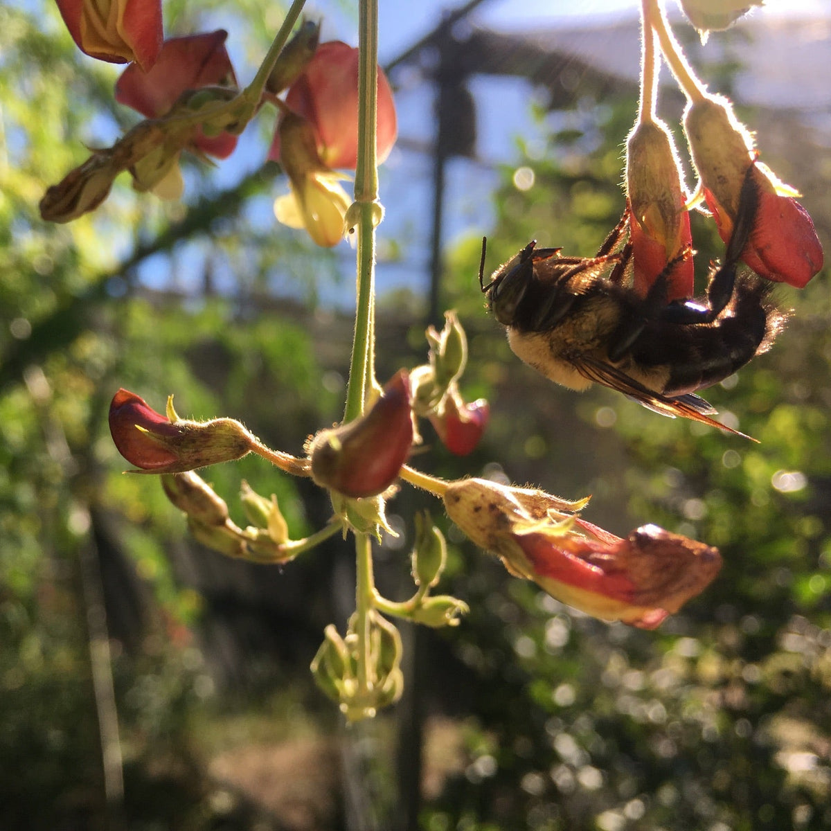 Pigeon Pea