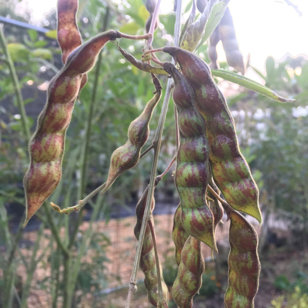 Pigeon Pea