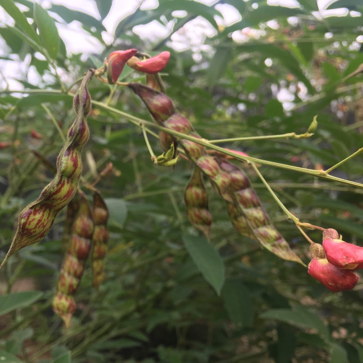 Pigeon Pea