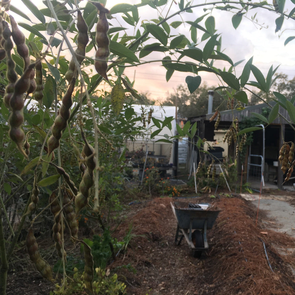 Pigeon Pea