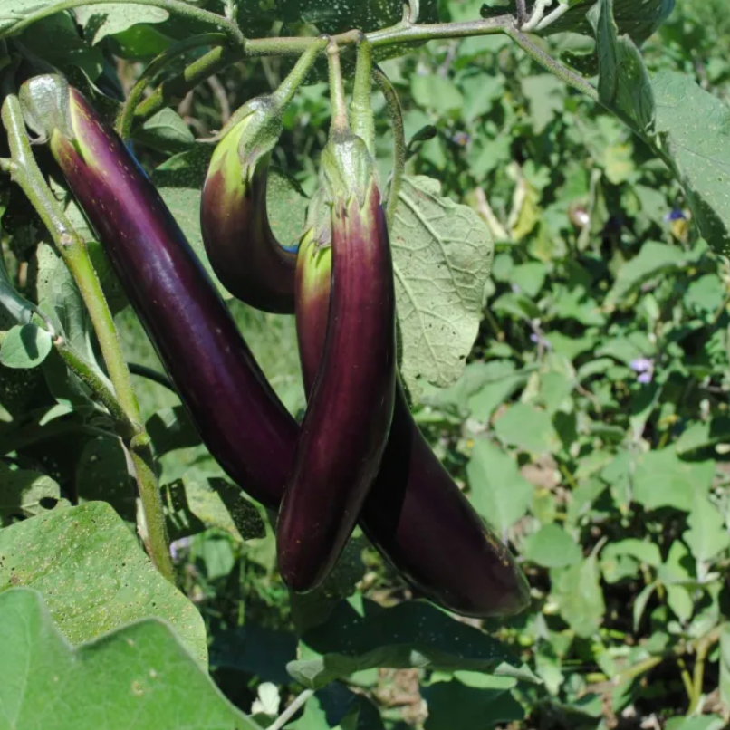 Ping Tung Long Eggplant