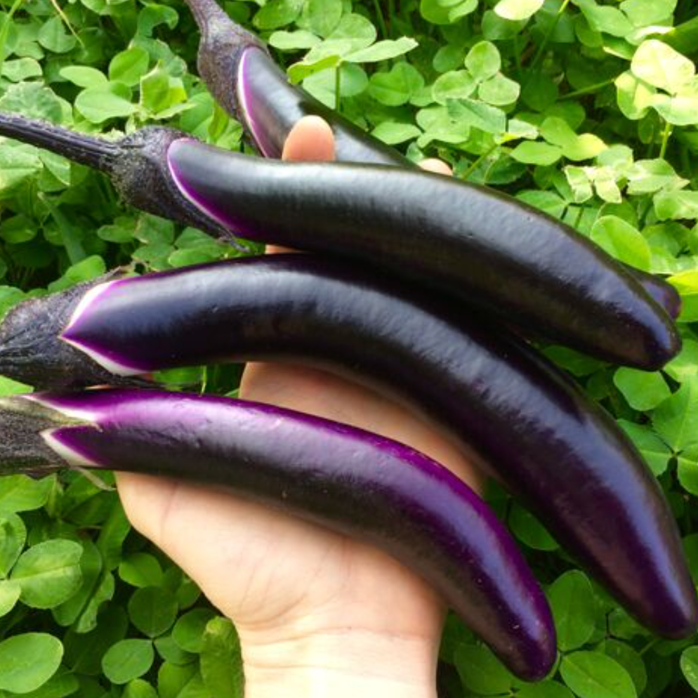 Ping Tung Long Eggplant