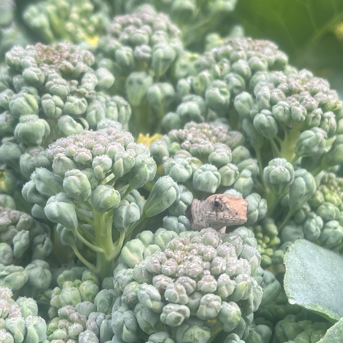 Piracicaba Broccolini