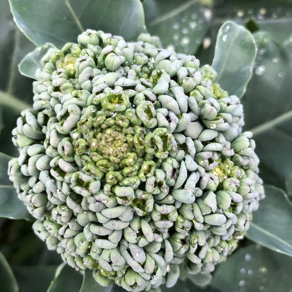 Piracicaba Broccolini