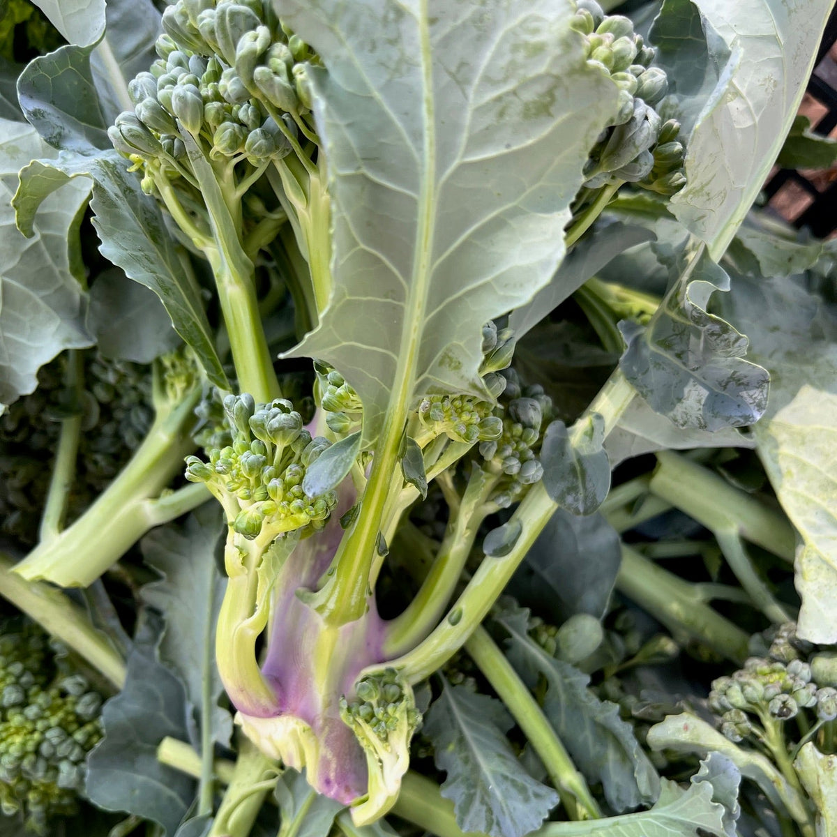 Piracicaba Broccolini