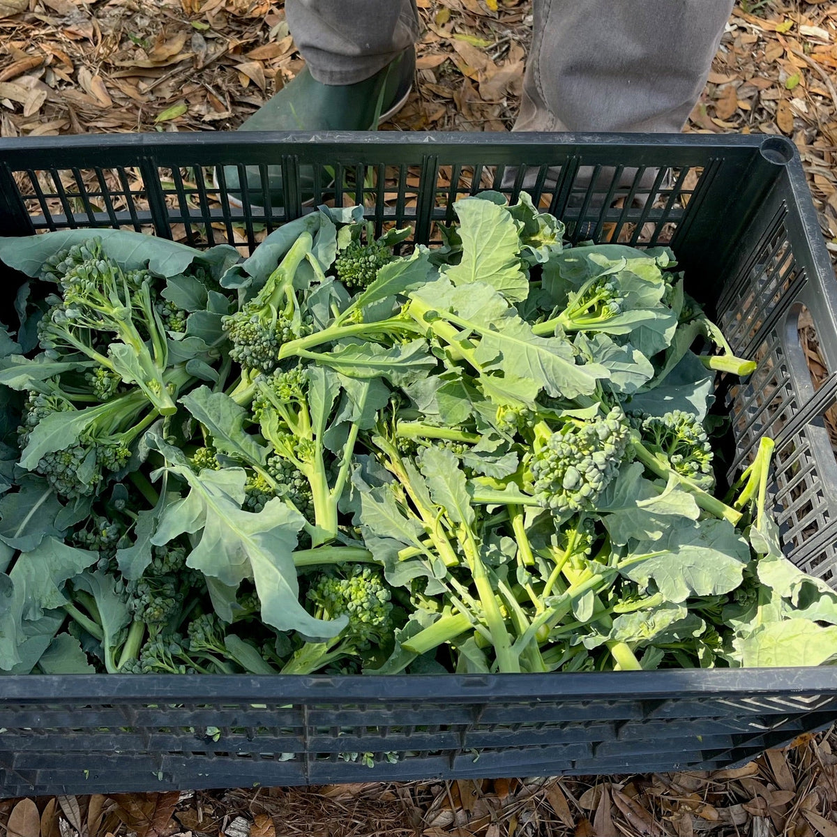 Piracicaba Broccolini
