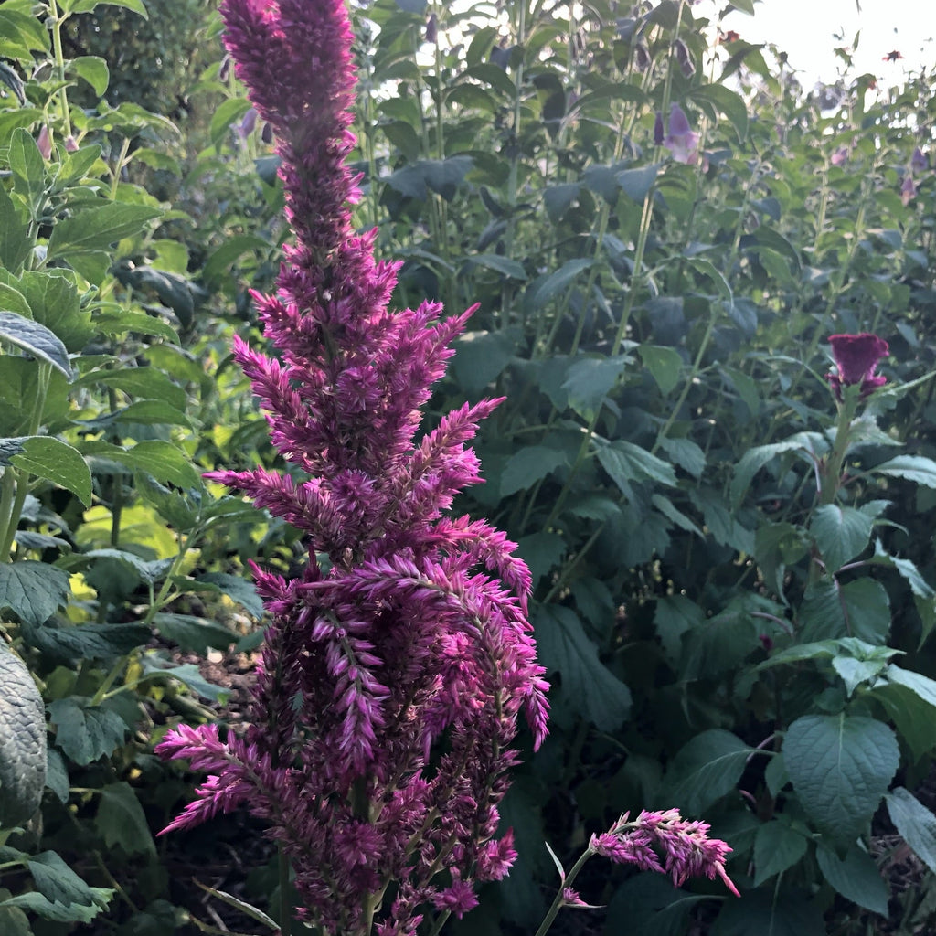Cockscomb Celosia
