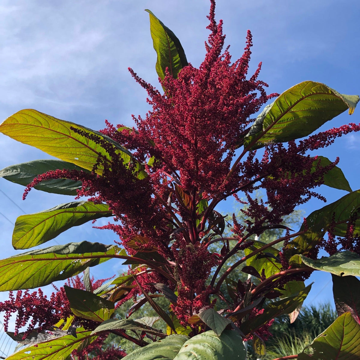 Amaranth, Purple Mammoth