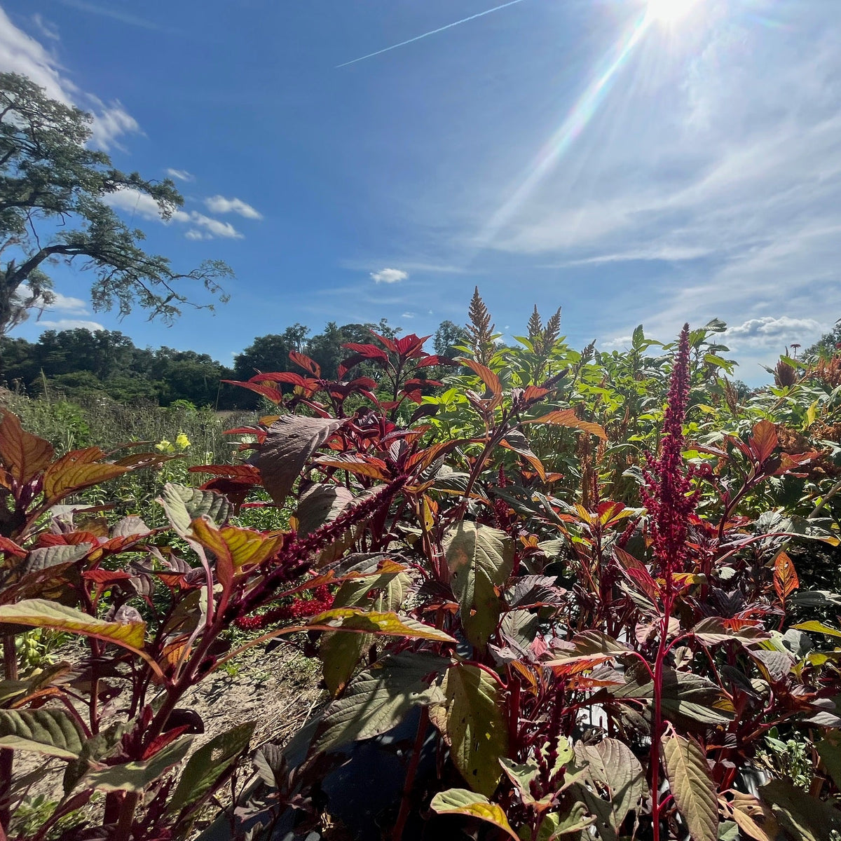 Amaranth, Purple Mammoth