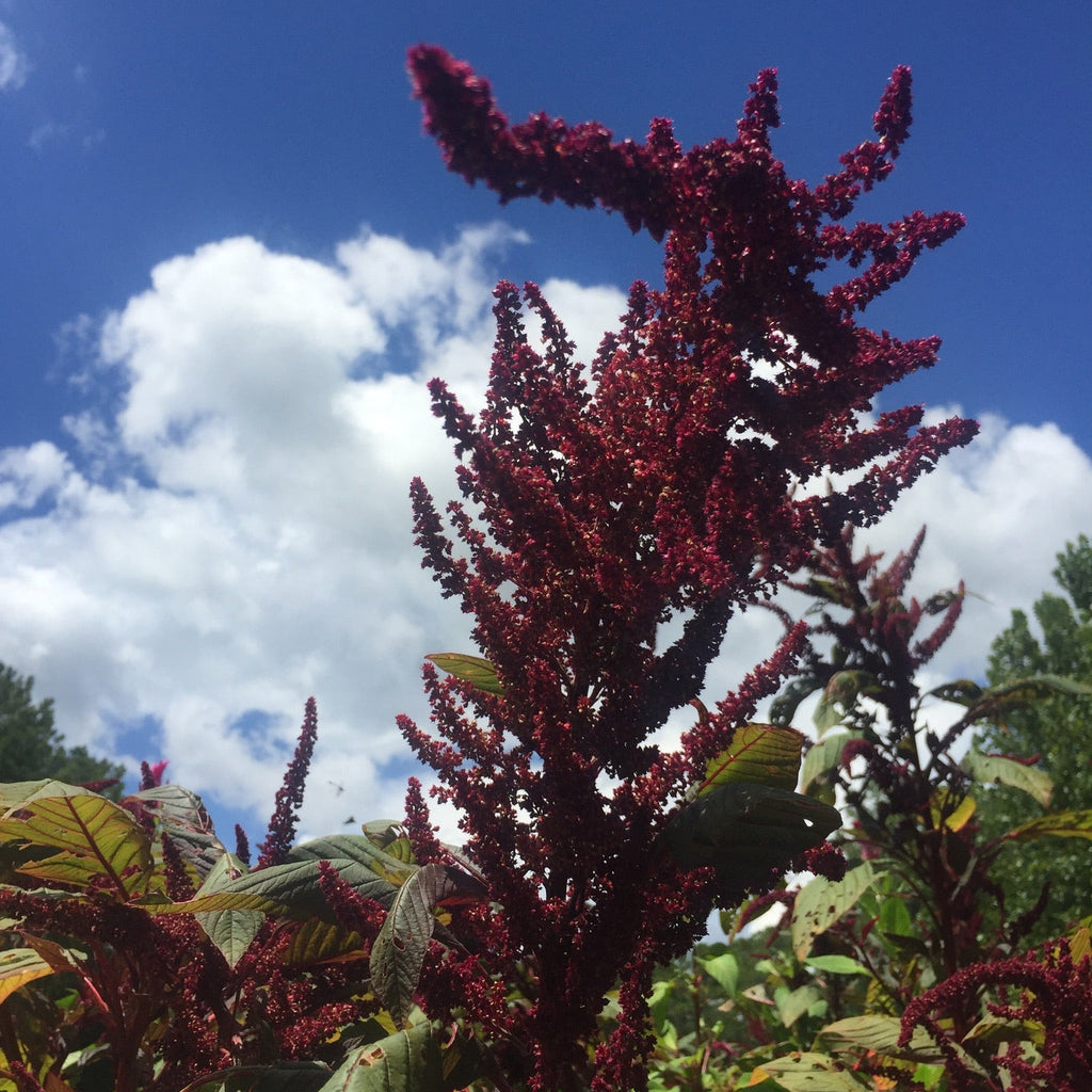 Amaranth, Purple Mammoth