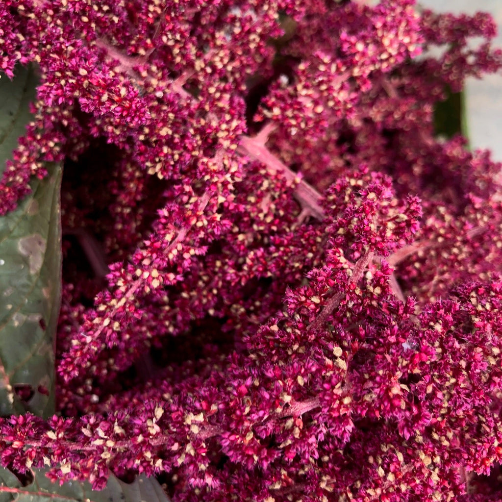 Amaranth, Purple Mammoth