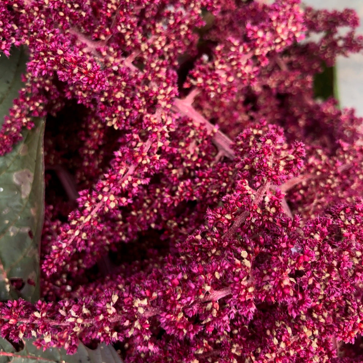 Amaranth, Purple Mammoth