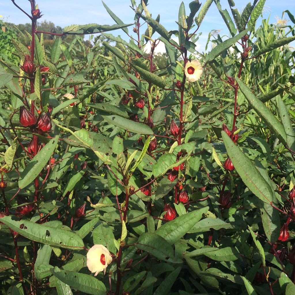 Roselle