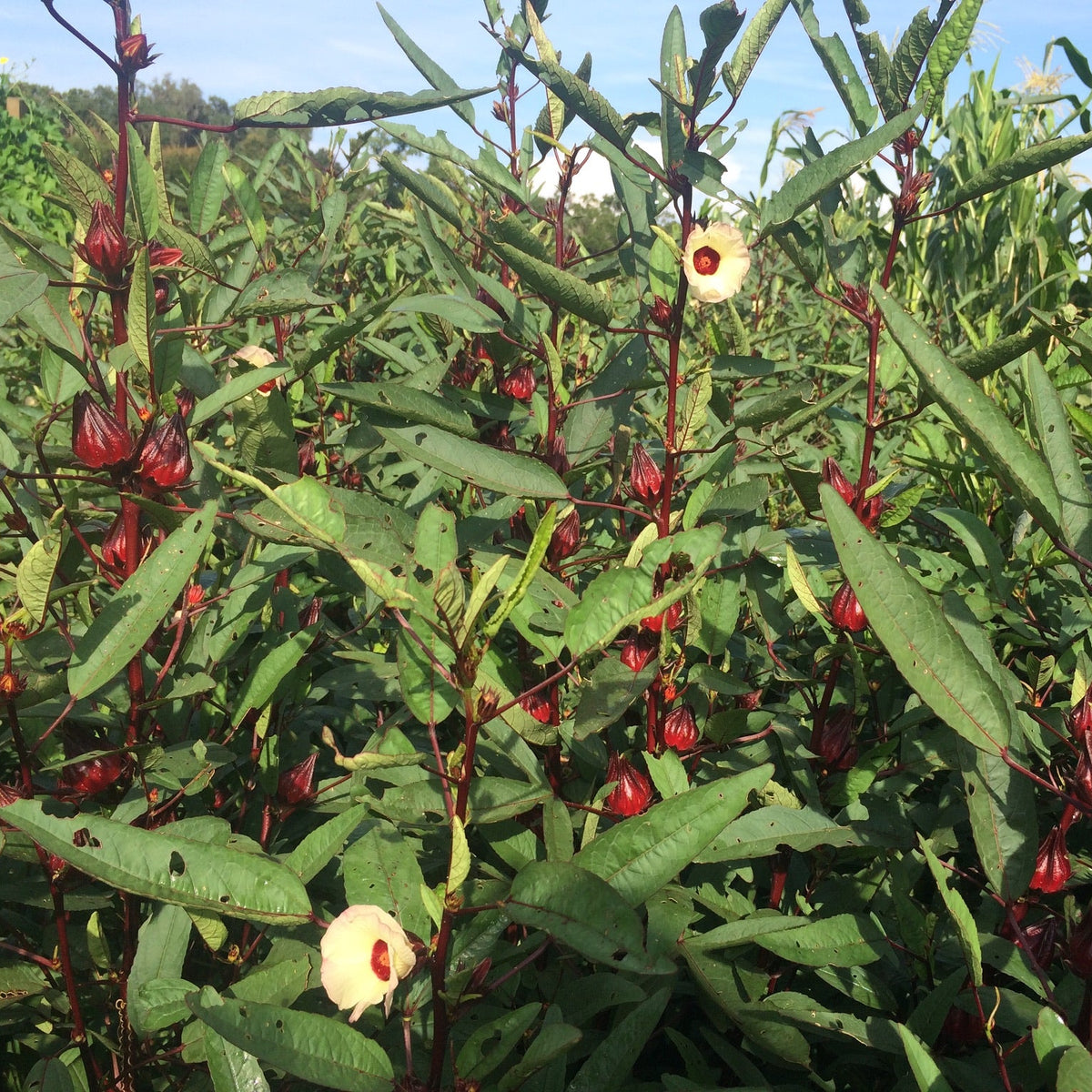 Roselle