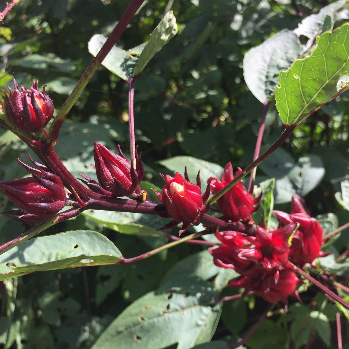 Roselle