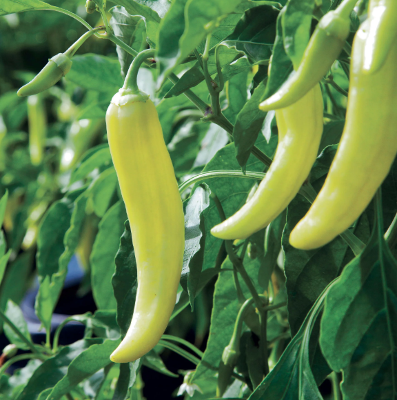 Banana Pepper