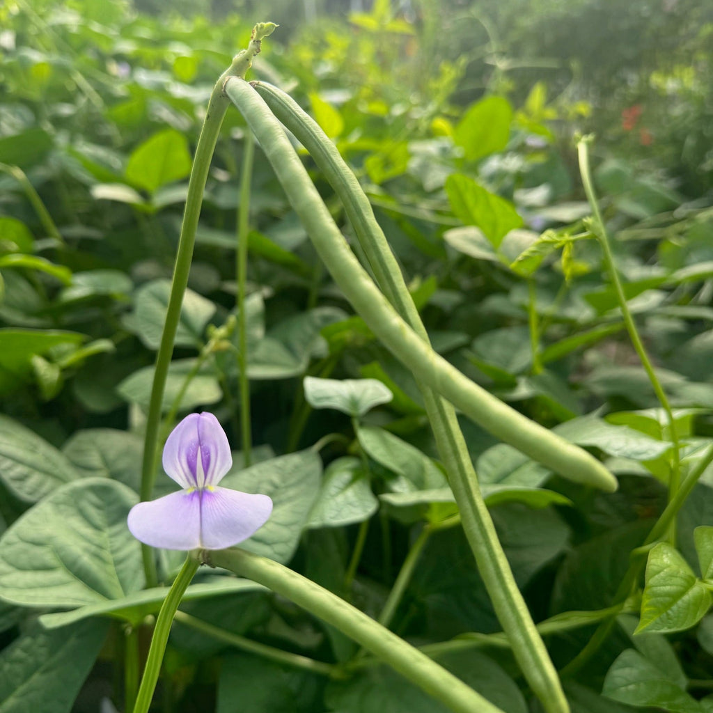 Sea Island Red Pea