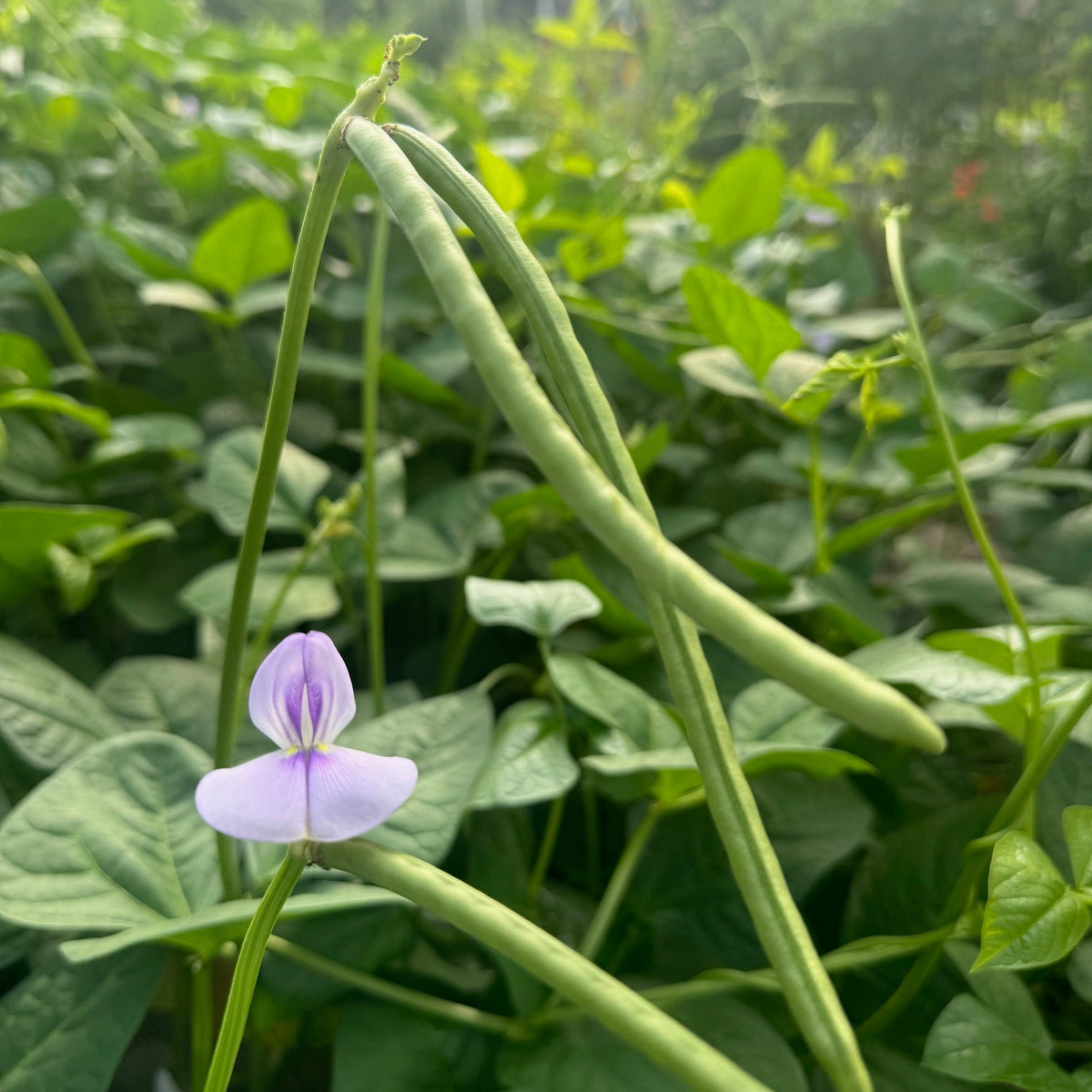 Sea Island Red Pea