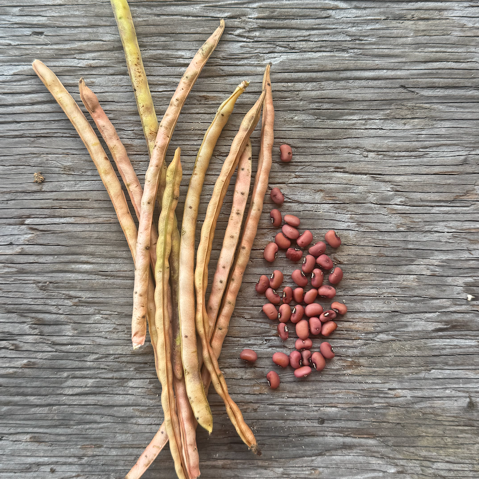 Sea Island Red Pea