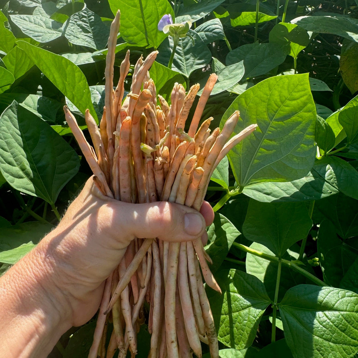 Sea Island Red Pea